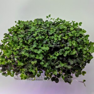 Super Greens Self Watered Microgreen Kit, Great Taste, Great Look, Great Function Starter Kit, 3 crops image 5