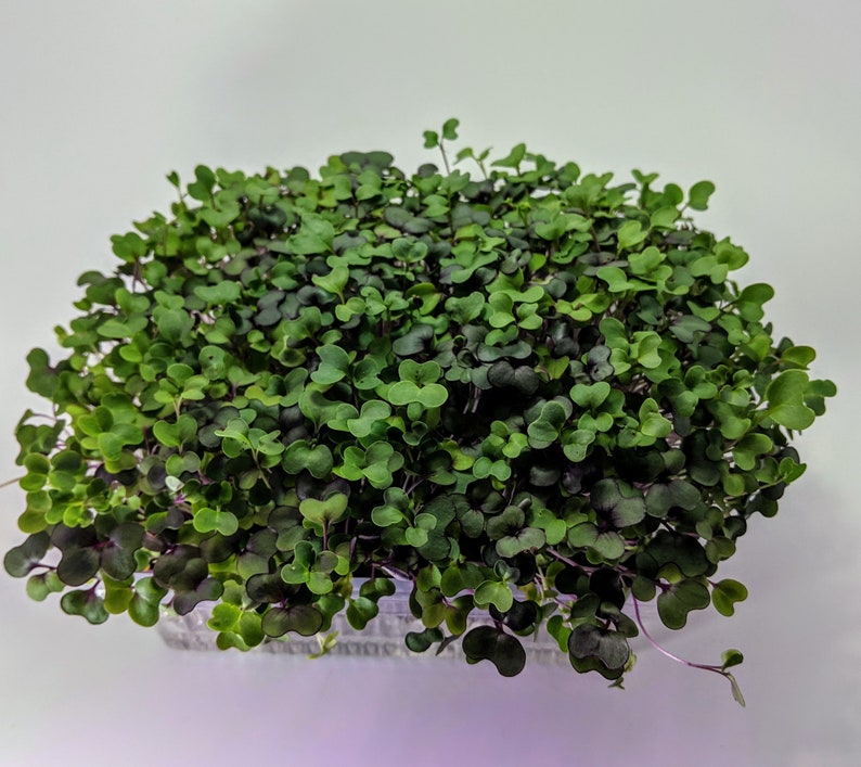 Super Greens Self Watered Microgreen Kit, Great Taste, Great Look, Great Function Starter Kit, 3 crops image 5