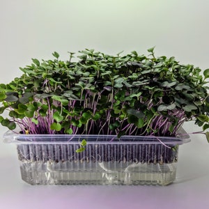 Super Greens Self Watered Microgreen Kit, Great Taste, Great Look, Great Function Starter Kit, 3 crops image 6