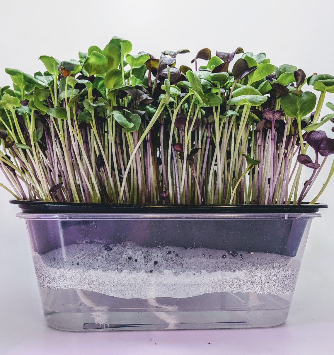 Large Premium V2 Hydroponic Microgreen Grow Kit, 3 Crops of Fresh