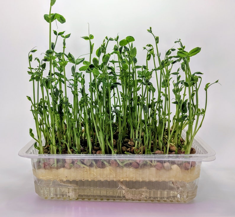 Auto Water Hydroponic Pea Shoot Microfarm With New Bamboo Grow Media, 1