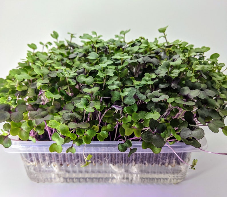 Super Greens Self Watered Microgreen Kit, Great Taste, Great Look, Great Function Starter Kit, 3 crops image 7