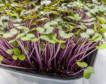 Better than Red Cabbage, Red Cabbage Microgreens Provide Potent Nutrition and Amazing Taste