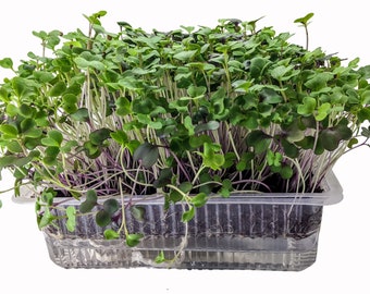 Super Greens Self Watered Microgreen Kit, Great Taste, Great Look, Great Function - Starter Kit, 3 crops