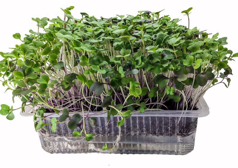 Super Greens Self Watered Microgreen Kit, Great Taste, Great Look, Great Function Starter Kit, 3 crops image 1