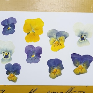 Flores secas prensadas comestibles, violas en colores surtidos
