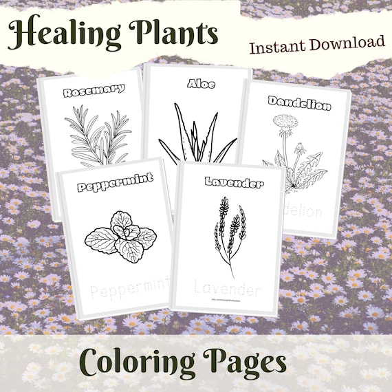 Medicinal Plants Coloring Pages Preschool Curriculum Waldorf Etsy