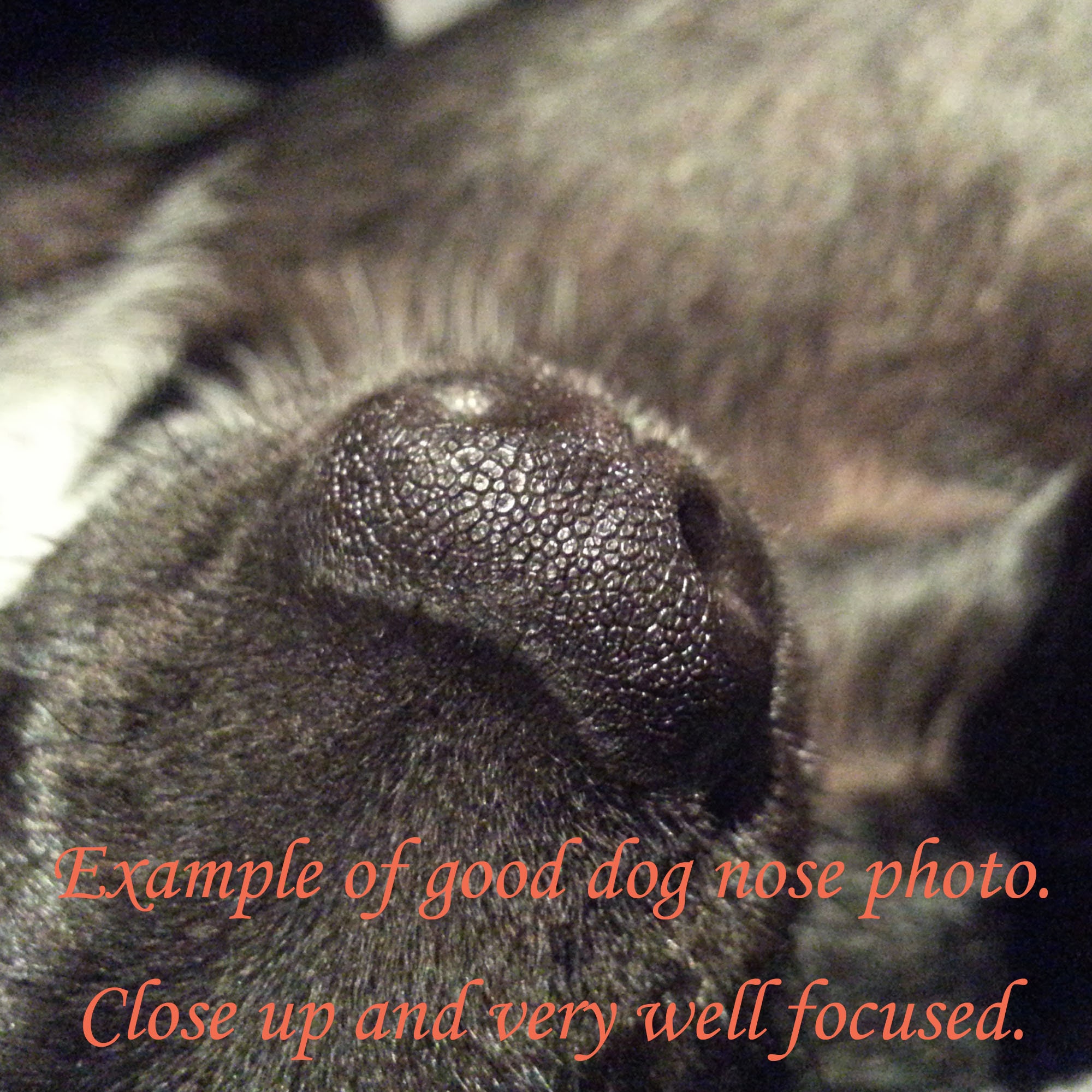 Sterling Silver Dog Nose Keychain Paw Print Keychain Pet Etsy