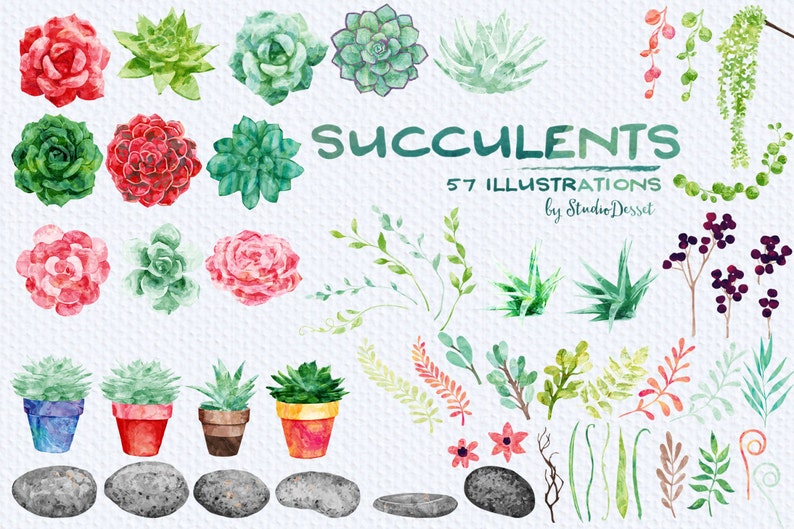 Watercolor Succulents Cliparts Weddings Cactus Clip Art Flower Bouquet Stones and Pebbles Graphics for Personal and Commercial Use