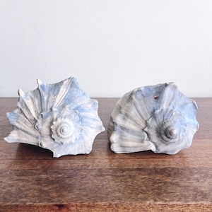 vintage pair of weathered Knobbed Whelk seashells