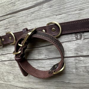 May include: A brown leather dog collar with brass hardware. The collar has a stitched edge and a buckle closure.