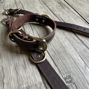 May include: A brown leather dog collar with brass hardware. The collar is stitched with white thread and has a buckle closure.
