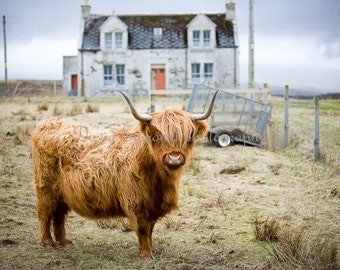 A juvenile long horned Highland cow on the Isle of Skye, Scotland