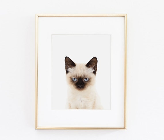 Chat Siamois Pepiniere Art Print Sticker De Chat Chambre Etsy Chat Siamois Pepiniere Art Print Sticker De Chat Chambre Etsy