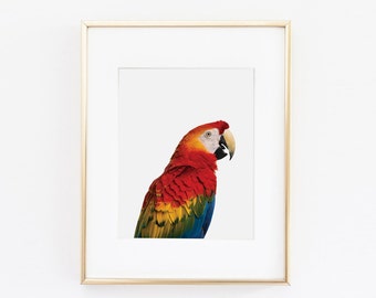 Macaw Parrot Nursery Art Print | Parrot Wall Art | Nursery Printable | Nursery Wall Art | Macaw Art Print | Bird Art Print | Bird Wall Art |