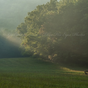 Cataloochee Cove, Cataloochee NC Fine Art Photography image 1