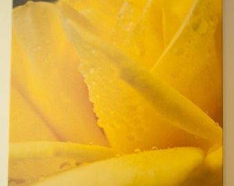 Yellow Rose After a Rain...
