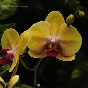 Floral Macro Card Collection - 4 different floral pictures in each collection