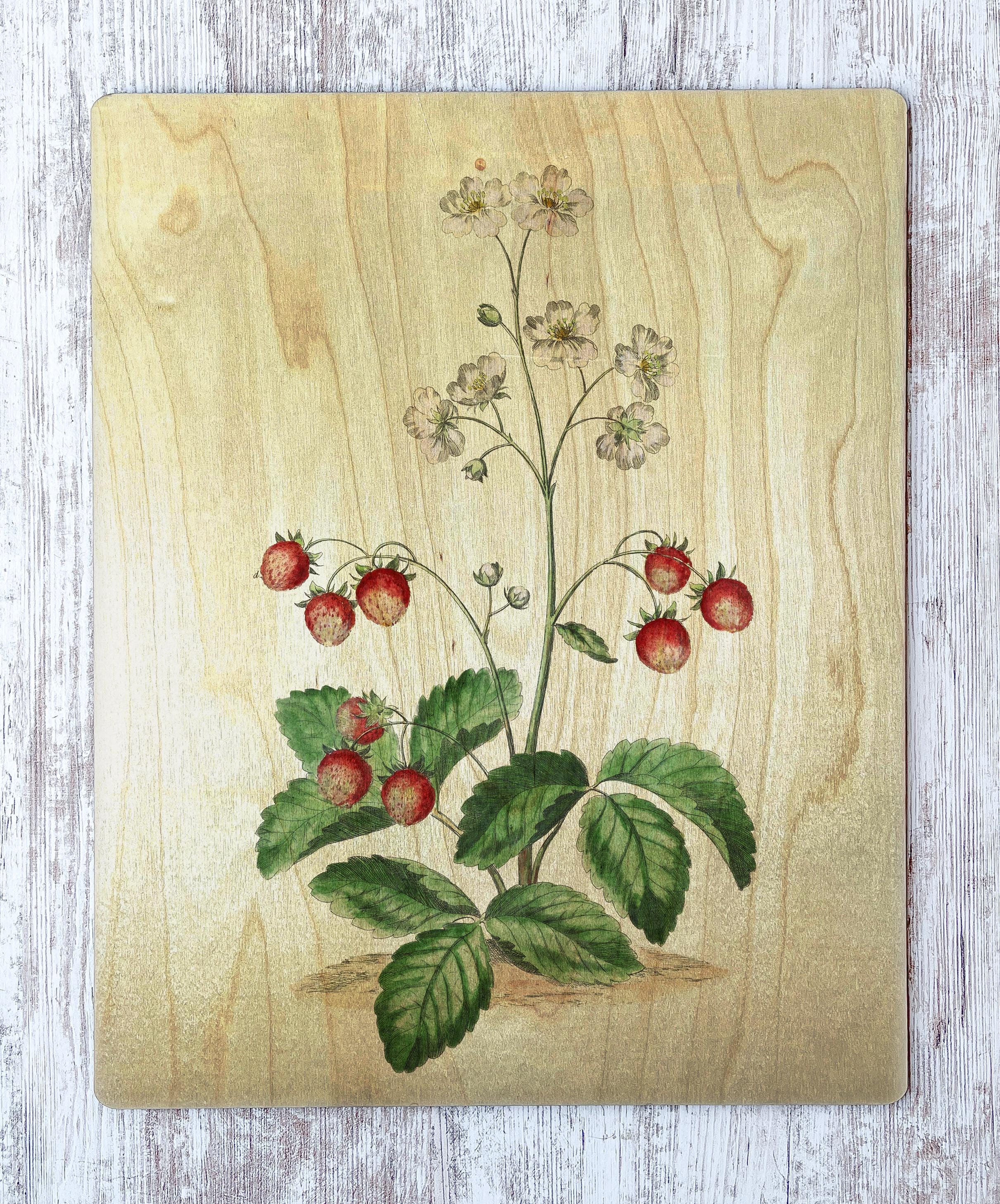 ライトアカデミアアートプリント ヴィンテージリトグラフ イチゴ植物