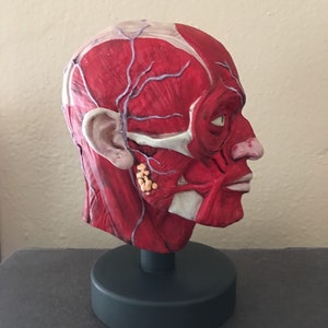 Small Anatomy Study