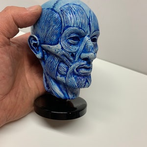 Anatomy study