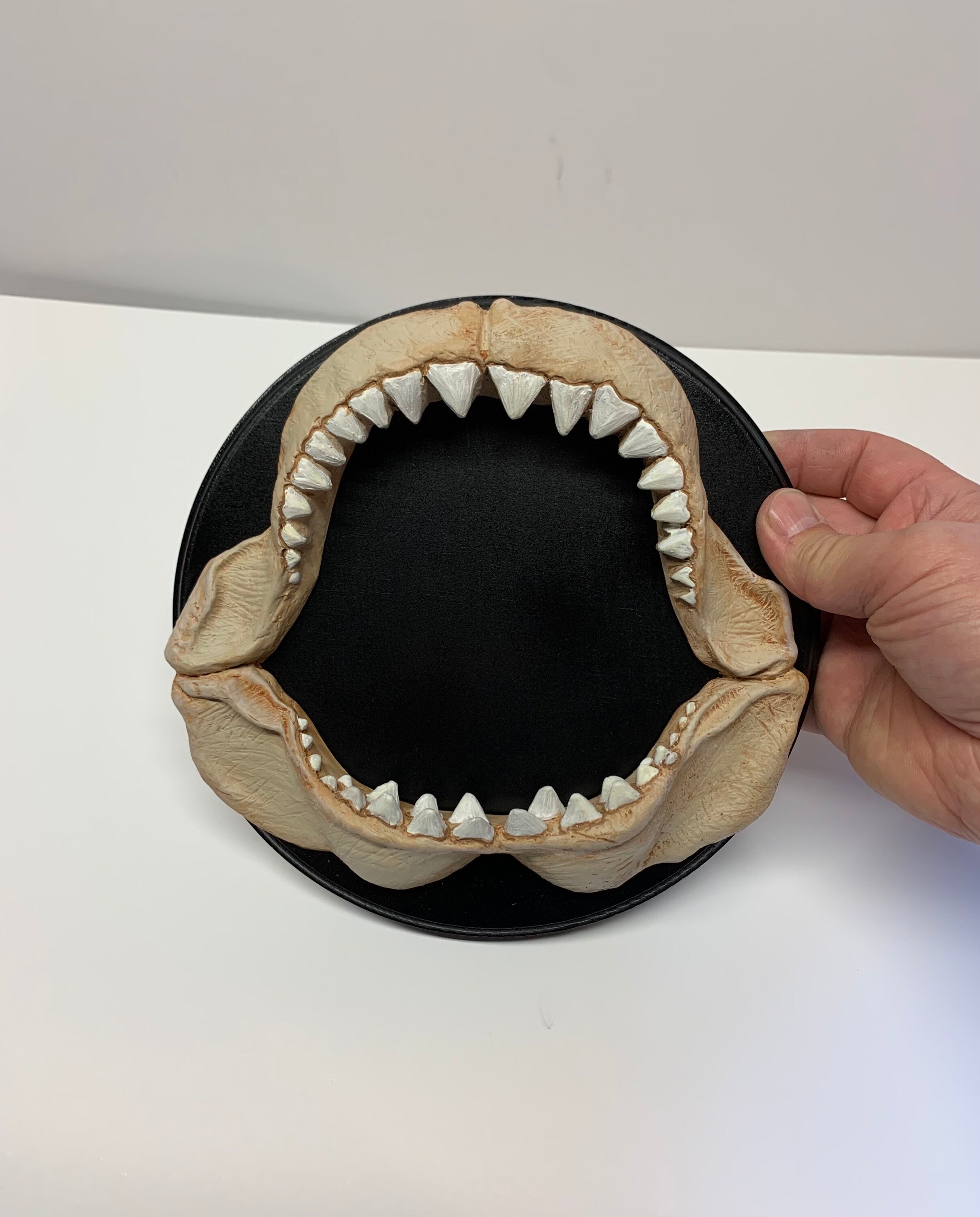Shark Jaws Decor - Etsy