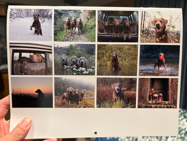 2023 Silver Labrador Retriever Calendar Silver Lab Annual Etsy