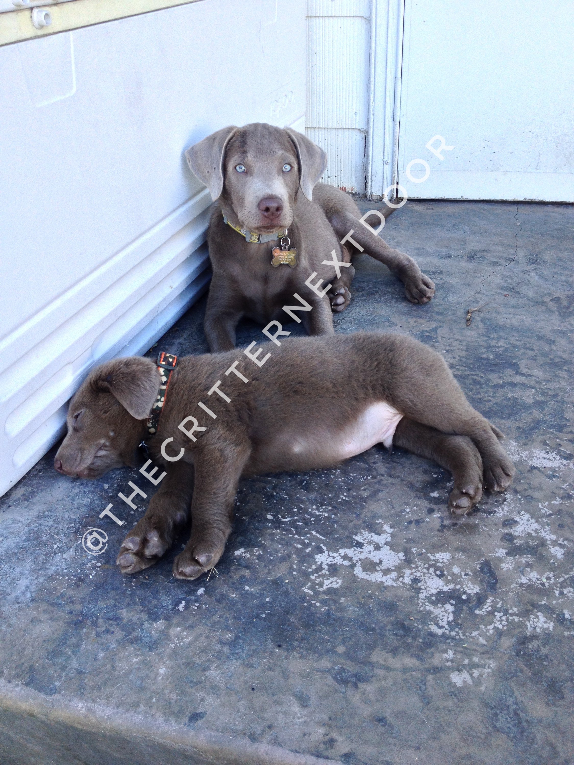 Local puppies sale for sale