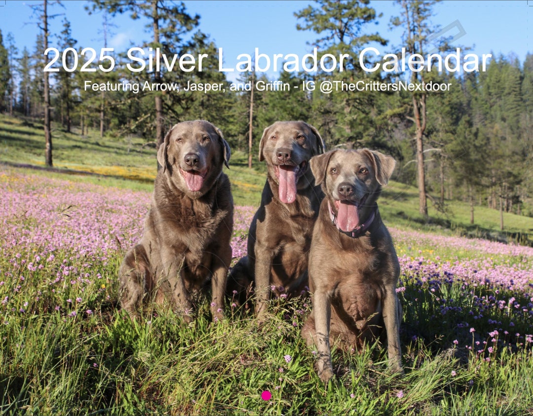 2025 Silver Labrador Retriever Calendar Annual Silver Lab Calendar