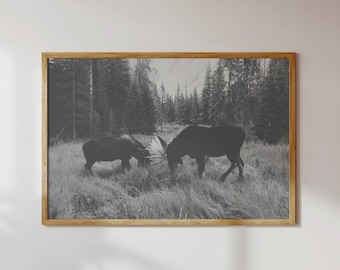 Colorado Mountain Moose -Wildlife Photography, Western Decor, Black and White Print, Colorado Photography, Animal Wall Art, Nature Art Print