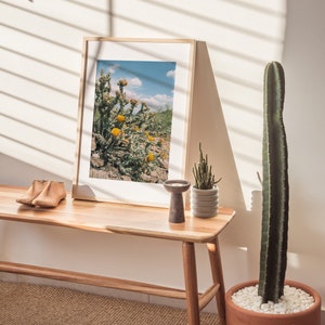 Western Wall Art Desert Flower Art Cactus Flower Print Western Home Decor Arizona Desert Photography Spring Wildflower Buckhorn Cholla image 6