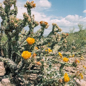 Western Wall Art Desert Flower Art Cactus Flower Print Western Home Decor Arizona Desert Photography Spring Wildflower Buckhorn Cholla image 10