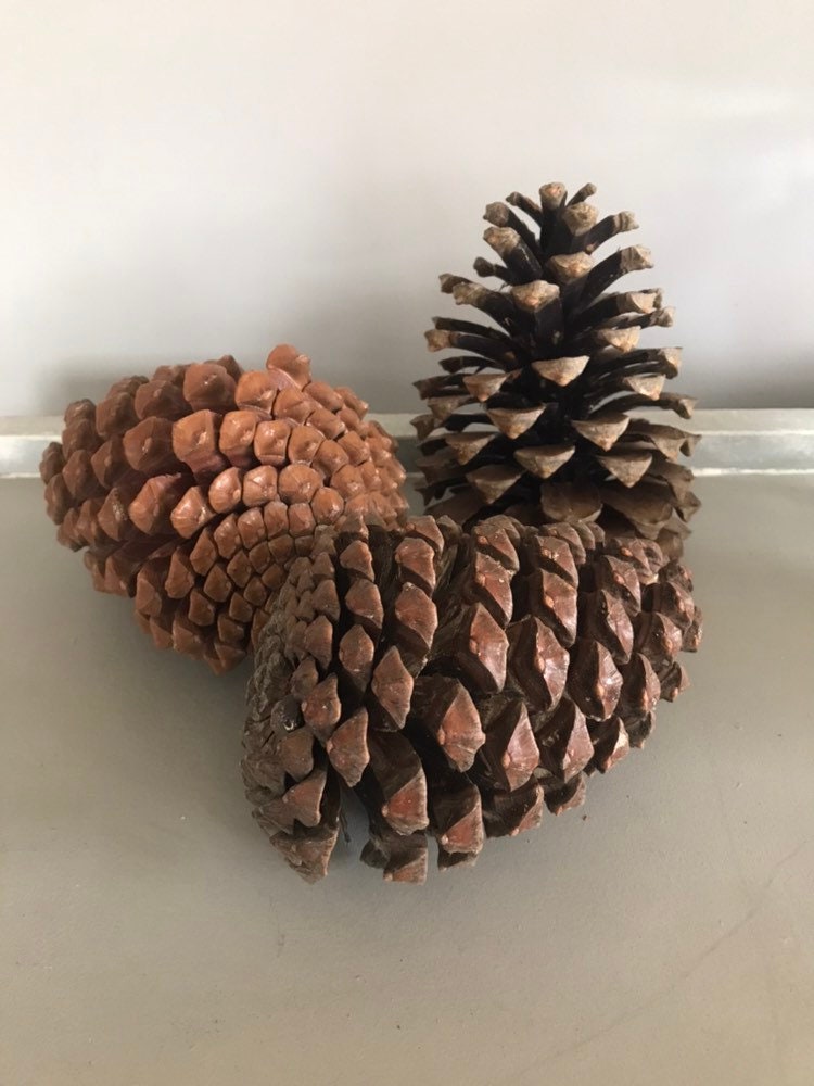 3 extra large pine cones for decorations and gireplaces. Etsy