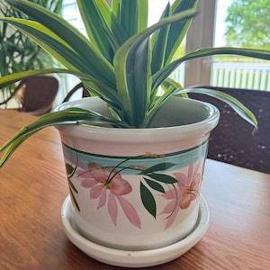 May include: A houseplant with long, green and yellow striped leaves in a white ceramic pot and saucer. The pot is decorated with pink flowers and green leaves against a white background, with a pink and teal border.