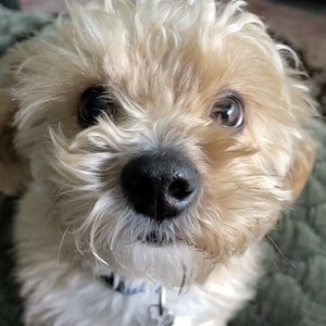 Puede incluir: Primer plano de un perro peque&ntilde;o, esponjoso, de color marr&oacute;n claro con la nariz negra. El perro lleva un collar azul y blanco con una etiqueta. El perro est&aacute; mirando directamente a la c&aacute;mara.