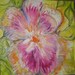 Carolyn Knape