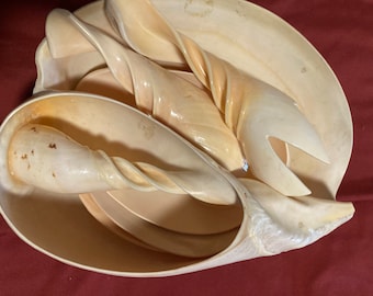 Conch Sea Shell Serving Bowl Plates Fork Spoon