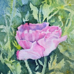 Pink Iceland Poppy: Original Floral Watercolor Painting, Terri Robertson