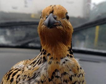 Calliope (Bobwhite Quail) (photographs are sold without the "Calliope's Bucket" stamp)