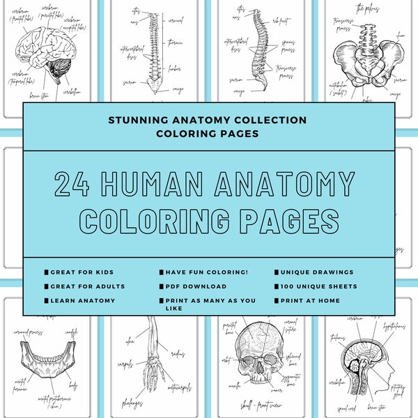 Human Anatomy Coloring Pages, Skeletal Coloring Book, Printable Anatomy Pages, Homeschool Anatomy, Adult Coloring, Kids Coloring, Human Body