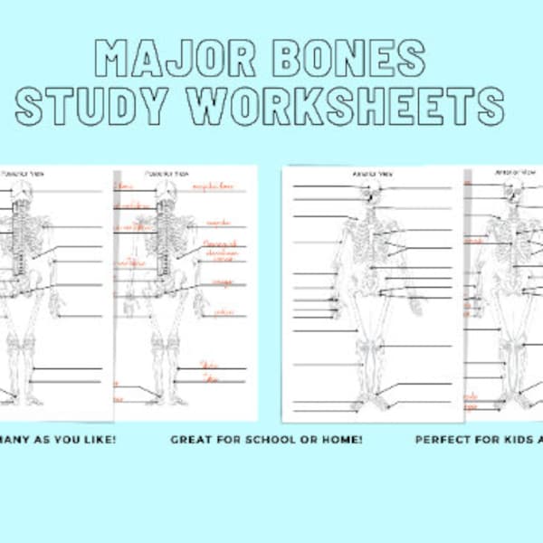 Human Skeletal Study For Kids Etsy human-skeletal-study-for-kids-etsy
