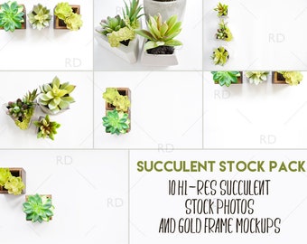 Succulent Stock Photos And Frame Mockup Pack / Styled Stock Photography / Styled Photo for Blog Website / Succulent Stock Pack / Succulents