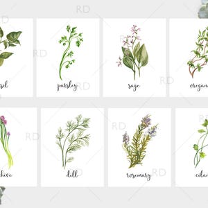 Herb Watercolor Prints PRINTABLE Wall Art / Herb printables / Herb print / Dill, Parsley, Rosemary, Sage, Basil, Chive, Cilantro, Oregano image 1