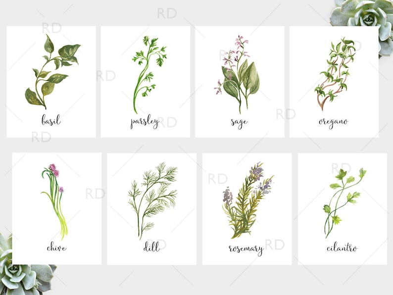 Herb Watercolor Prints PRINTABLE Wall Art / Herb printables / Herb print / Dill, Parsley, Rosemary, Sage, Basil, Chive, Cilantro, Oregano image 1