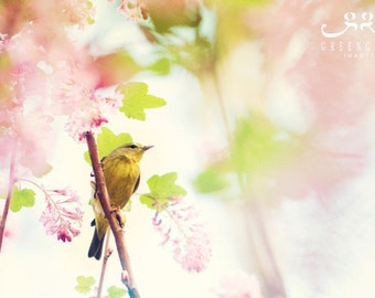 Bird Photo Print - bird photography, botanical art print, Orange-crowned Warbler, easter gift, bird lovers, farmhouse decor, gifts for her