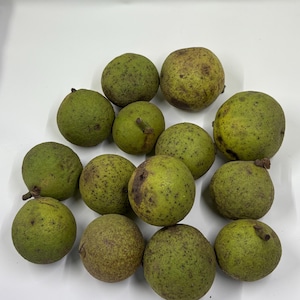 May include: A collection of green walnuts with speckled surfaces and varying shades of brown. The walnuts are round and appear to be freshly harvested, with some still attached to their stems. The image is taken against a plain white background.