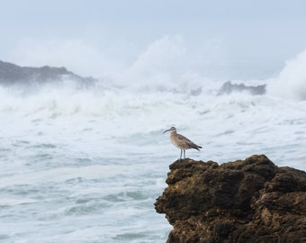 Northern California Coast Whimbrel Bird, Ocean Waves Landscape, California Photography, California Art, Shorebird, Half Moon Bay, Wall Decor