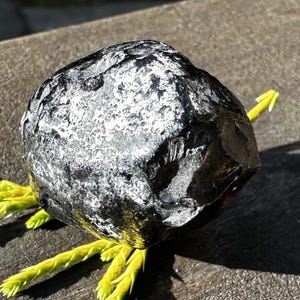 May include: A dark, rounded stone with a textured, speckled surface, resting on a bed of bright green and yellow foliage. The stone has a glossy, reflective quality, with areas of white and gray.