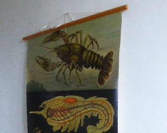 Natuurwetenschappelijke poster, biologie, KREEFT, schaaldier, Rivierkraft van J. Verhave, oud op linnen doek