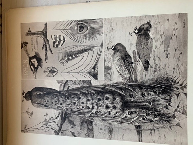 Le Paon by mathurin MEHEUT ANIMALS series Old plate number 33 poster lithography engraving cabinet of curiosities